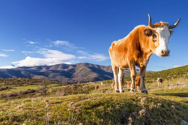 Corsican Cow at Col de San Colombano — Stock Photo, Image