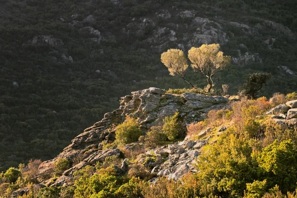 Оливкові дерева на скелях — стокове фото