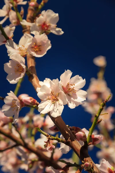 First blossom of spring — Stock Photo, Image