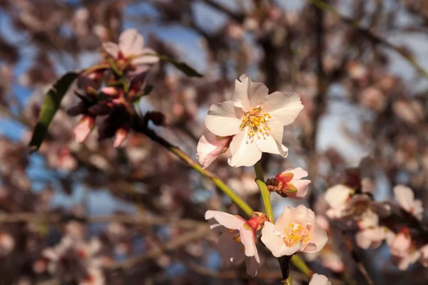 First blossom of spring — Stock Photo, Image