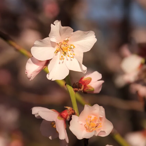 Erste Blüte des Frühlings — Stockfoto