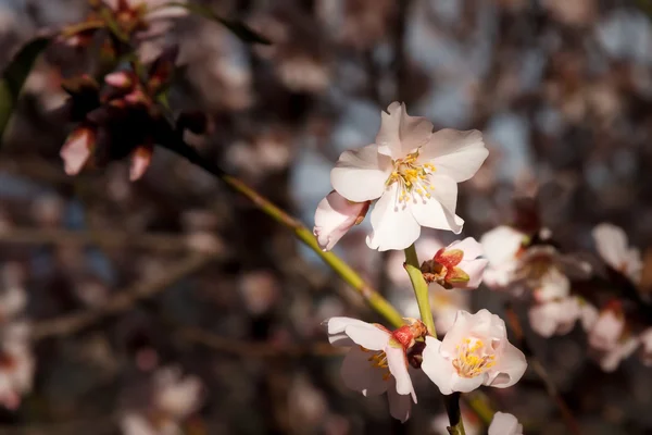 Erste Blüte des Frühlings — Stockfoto