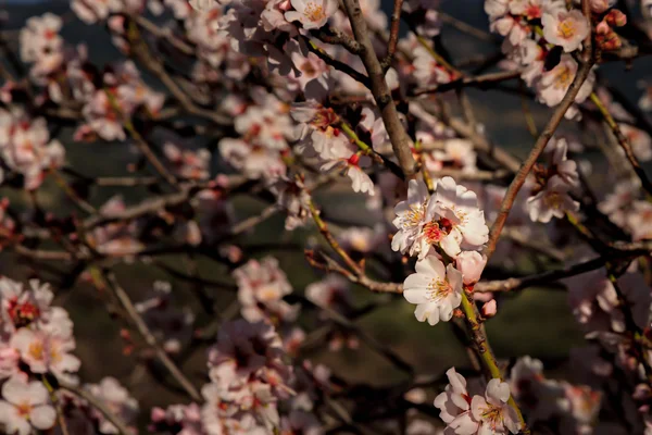 Erste Blüte des Frühlings — Stockfoto