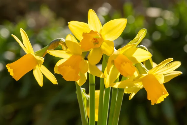 Een bos van miniatuur narcissen — Stockfoto