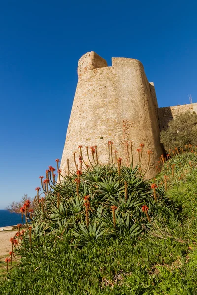 Un aloès fleuri devant le mur de la citadelle de Calvi à Corsic — Photo