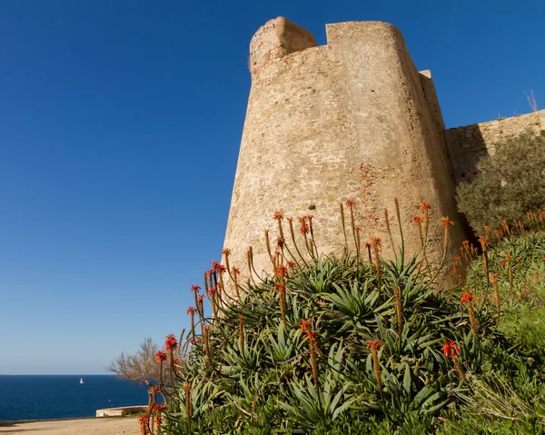 Aloe florido em frente à muralha da Cidadela em Calvi, em Córsico — Fotografia de Stock