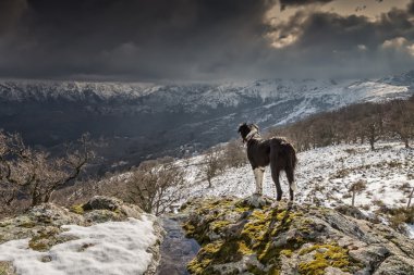 karla kaplı Dağların üzerinden bakan sınır collie köpek