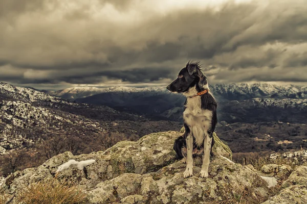 Dağlarda kar ile kayaya oturan kenar kömür ocağı köpek kaplı — Stok fotoğraf