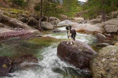 Border Collie Dog standing on boulder in mountain stream clipart
