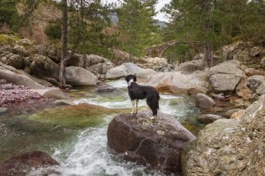 Border Collie Dog looks at Genoese bridge from stream clipart