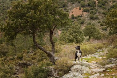 kenar kömür ocağı köpek tartagine vadisinde Kuzey corsica