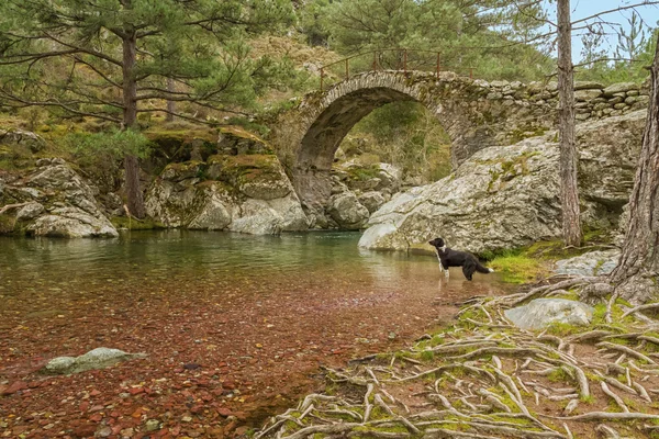 Border Collie dog paddles in Tartagine river by Genoese bridge — Stock Photo, Image