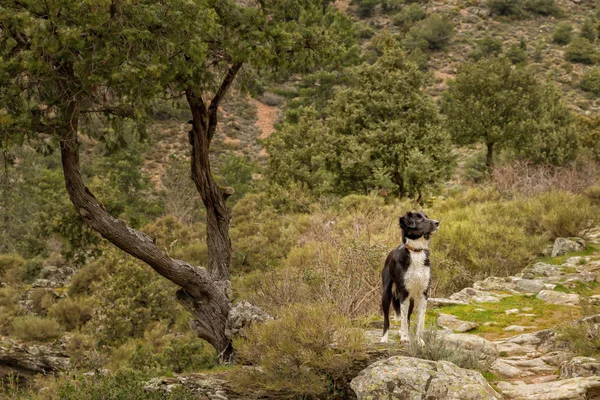 Border Collie dog in the Tartagine valley in northern Corsica — Stock Photo, Image
