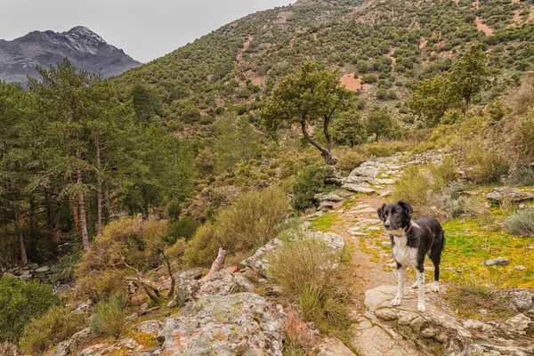 Border Collie dog in the Tartagine valley in northern Corsica — Stock Photo, Image