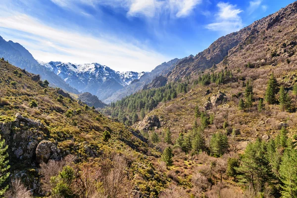 Foresta e montagne innevate dalla valle dell'Asco in Corsica — Foto Stock