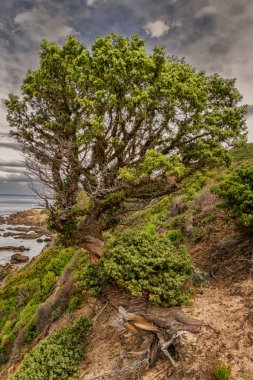 bükülmüş yaşlı çam ağacı kıyı şeridi Corsica