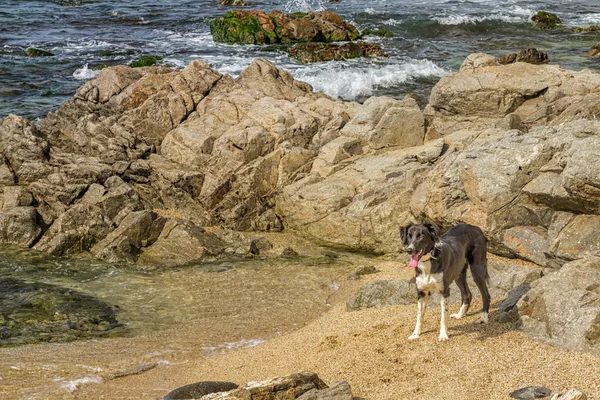 Bordercollie hond tussen de rotsen op strand — Stockfoto