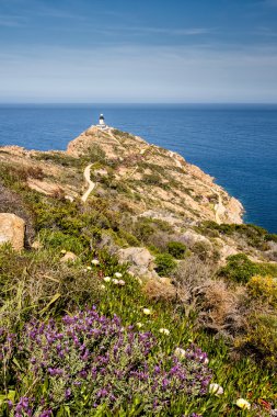 çiçek ve maquis corsi, calvi yakınındaki Revellata feneri