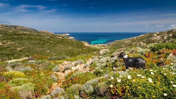 Border Collie dog in the maquis at La Revellata in Corsica — Stock Photo, Image