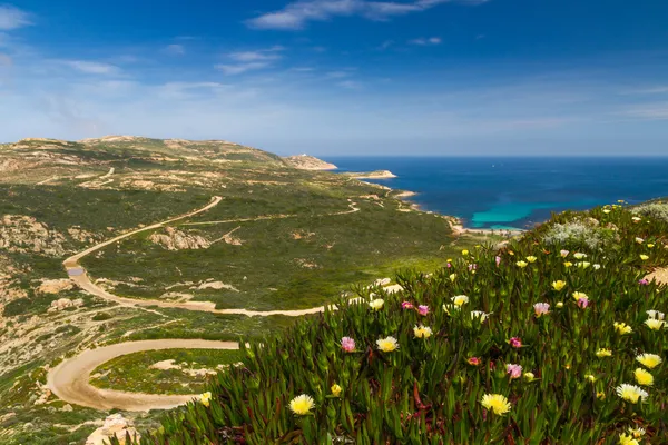 Phare de fleurs, maquis et La Revellata en Corse — Photo