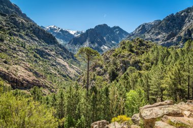 corsica içinde Foret de bonifatu
