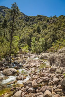 figarella Nehri foret de bonifatu, Korsika ile çalışan