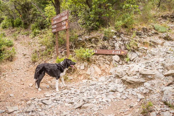 Border collie dog at a crossroads on path in Corsica — Stock Photo, Image