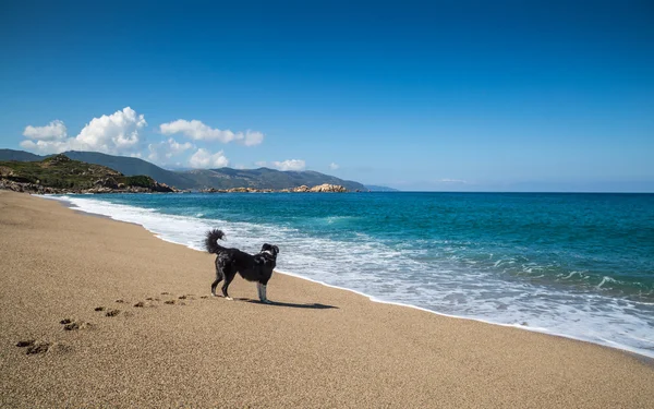 Border kolie pes na pláži sagone na Korsice — Stock fotografie