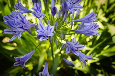 Agapanthus çiçeği çiçek
