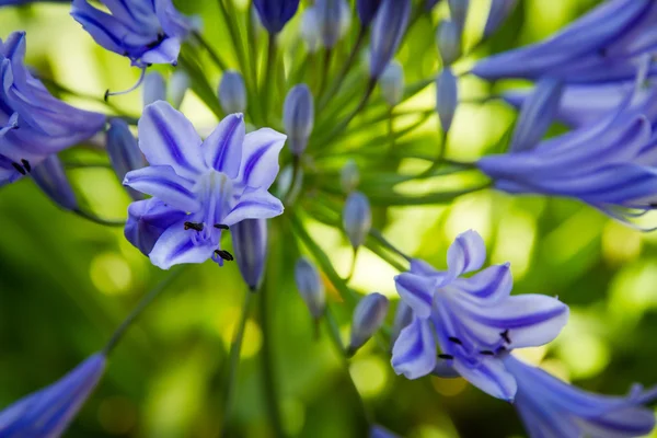 Agapanthus flower in bloom — Stock Photo, Image