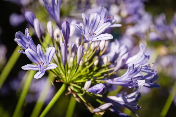 Agapanthus flower in bloom — Stock Photo, Image