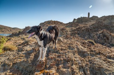 Border Collie dog on coast in Corsica clipart