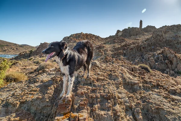 Korsika'kıyısında sınır collie köpek