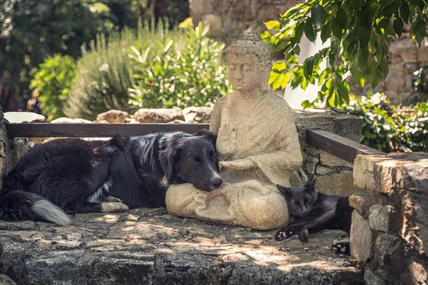 Dog and cat rest on a  Buddha statue on stone steps — Stock Photo, Image