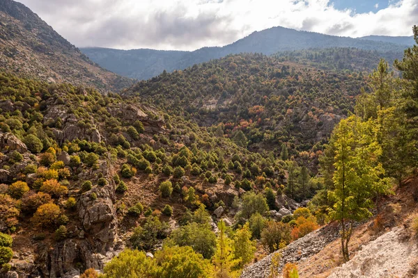 Korsika Nın Merkezindeki Golo Vadisi Nin Kıyısındaki Bir Ormanlık Alanda — Stok fotoğraf