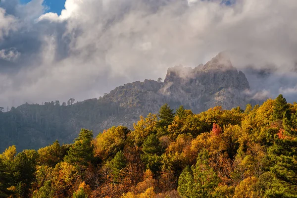 Multi Coloured Foliage Autumn Trees Tartagine Forest Balagne Region Corsica — Stock Photo, Image