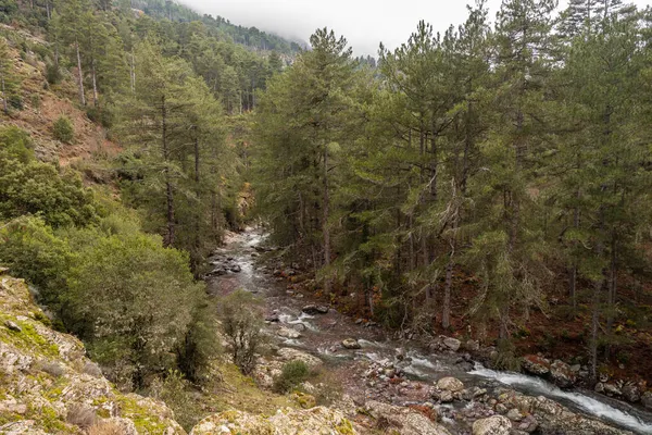 Река Тартайна Протекает Через Сосновый Лес Регионе Балань Корсика — стоковое фото
