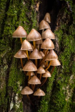 Korsika 'nın Balagne bölgesindeki Tartagine ormanındaki bir ağaçta yetişen yaygın Bonnet mantarı.