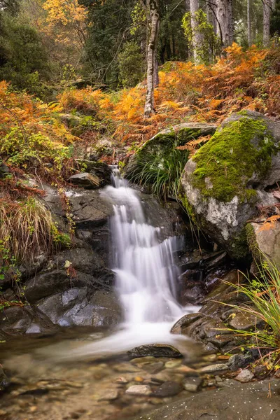 Long Exposure Image Small Stream Cascading Colourful Autumn Ferns Trees — Stock Photo, Image