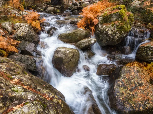 River Flowing Brightly Coloured Autumn Ferns Tartagine Forest Balagne Region — Stock Photo, Image