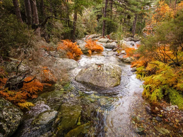 科西嘉岛巴莱涅地区鞑靼森林中一条流过色彩艳丽的秋天蕨类和松树的河流 — 图库照片