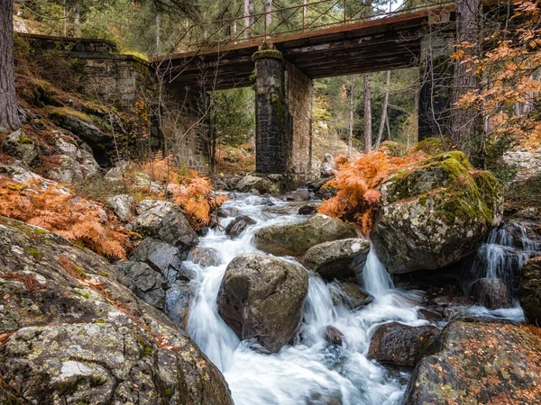 River Flowing Old Bridge Brightly Coloured Autumn Ferns Tartagine Forest — Stock Photo, Image