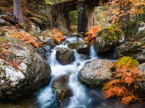 Fiume Che Scorre Sotto Vecchio Ponte Attraverso Felci Autunnali Dai — Foto Stock