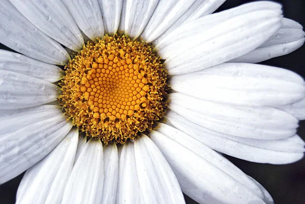 Détail fleur blanche — Photo