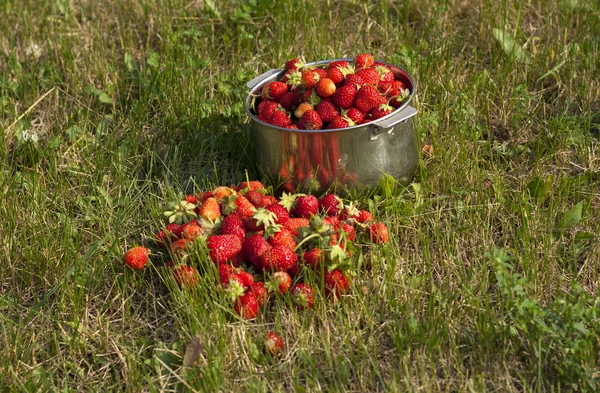 Fresh strawberry photo — Stock Photo, Image