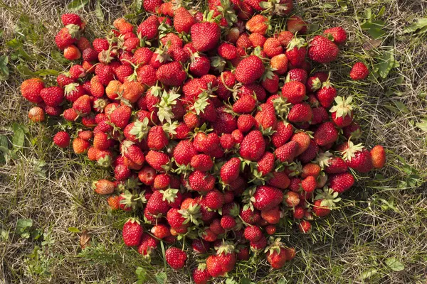 Fresh strawberry photo — Stock Photo, Image