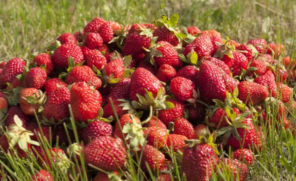 Fresh strawberry photo — Stock Photo, Image