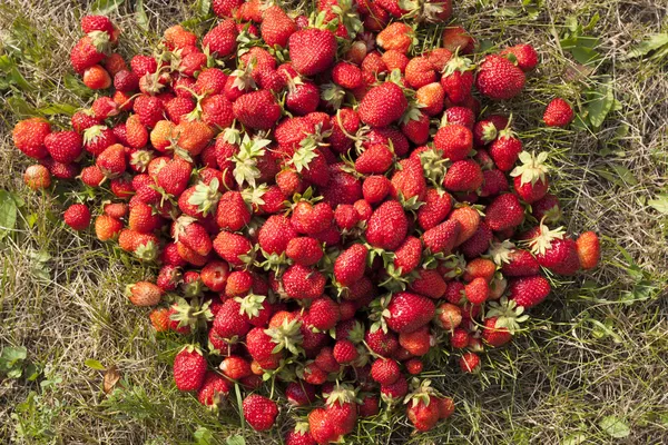 Fresh strawberry photo — Stock Photo, Image