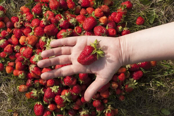 Fresh strawberry photo — Stock Photo, Image