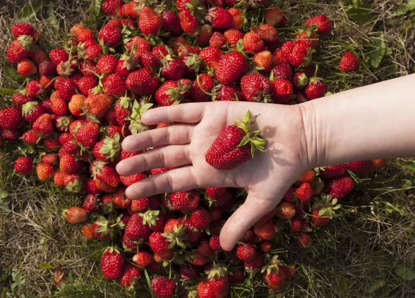 Fresh strawberry photo — Stock Photo, Image